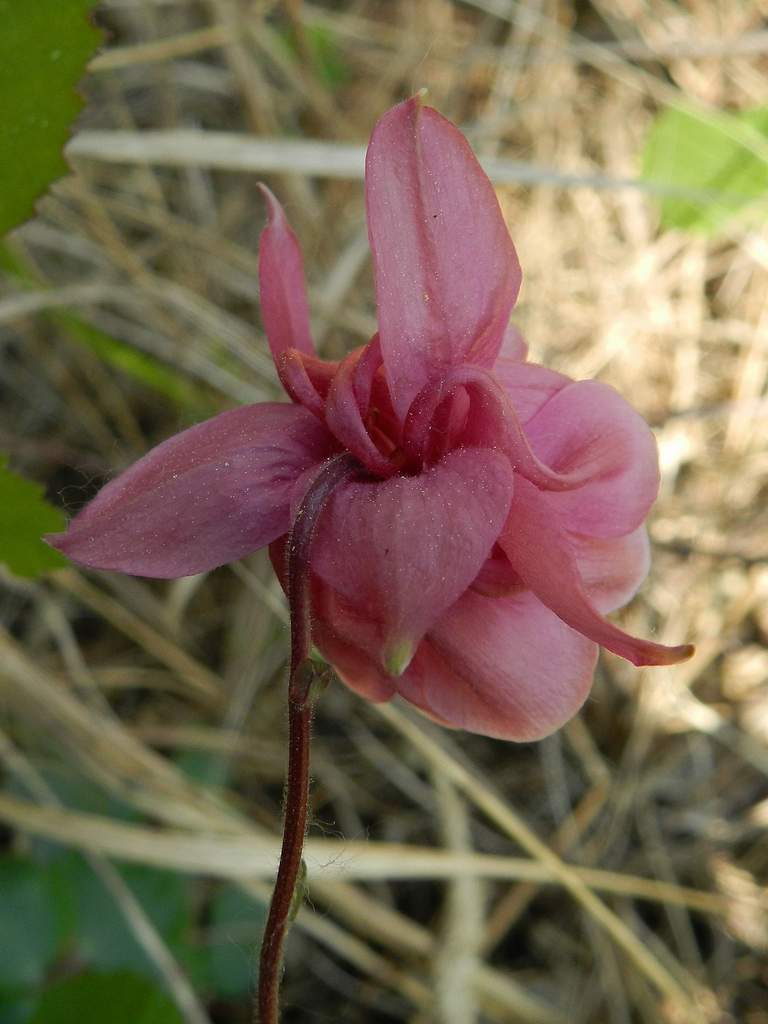 Aquilegia sp.